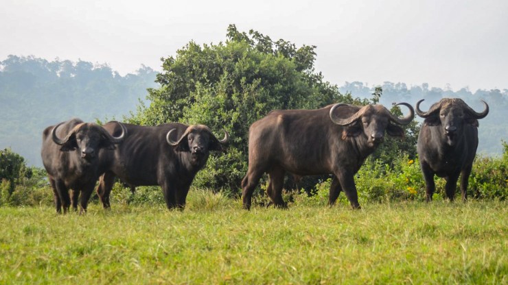african-buffalo_gallery_1